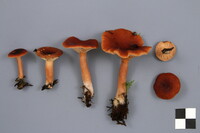 Lactarius nitidus image